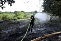 Waldbrand Koeln Hoehenhaus Hoehenfelder Mauspfad P070